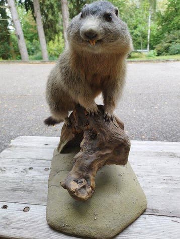 Marmot Taxidermie volledige montage - Marmot - 54 cm - 26 cm, Nieuw