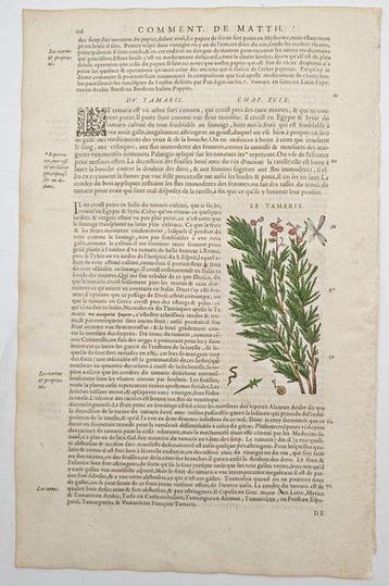 Pietro Andrea Mattioli (1501–1577) - Botanical Study of