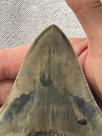 Grote Megalodon-tand 13,3 cm - Fossiele tand - Carcharocles