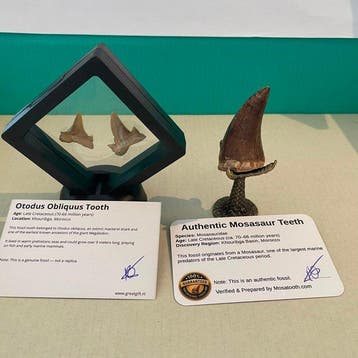 Mosasaurus - Fossiele tand - Authentieke Mosasaurus tand & 2