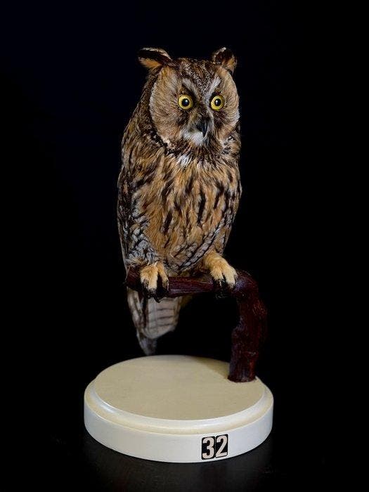 gewone uil Taxidermie volledige montage - Osio otus - 34 cm, Verzamelen, Dierenverzamelingen