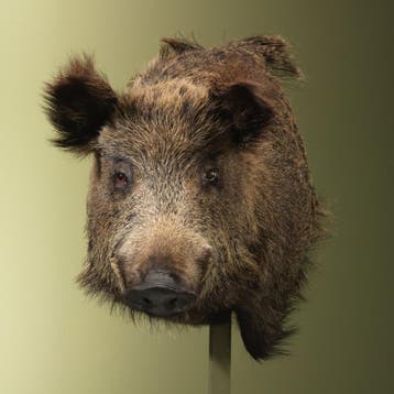 Wild Zwijn Groot Offset Taxidermie Opgezette Dieren By Max, Verzamelen, Dierenverzamelingen, Ophalen of Verzenden, Nieuw, Wild dier