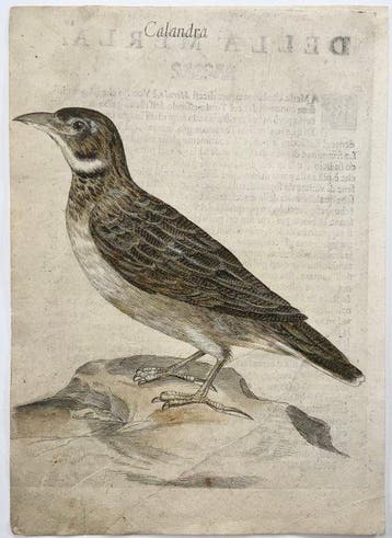 Antonio Tempesta (1555-1630); Fr. Villamena (d.1624) Birds: