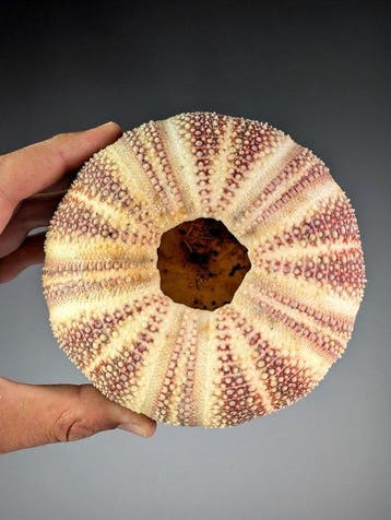 Échantillon d’oursin extra-large (Ø ~14 cm) Coquillage marin, Nieuw