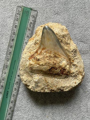 Megalodon-tand in matrix, 10 cm; tand 6 cm - Fossiele tand -, Verzamelen