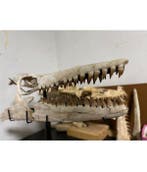 Mosasaurus - Fossiele schedel - 70 cm - 22 cm, Verzamelen, Mineralen en Fossielen