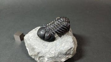 Trilobiet - Fossiel rugschild - Morocops Granulops (Zonder, Collections