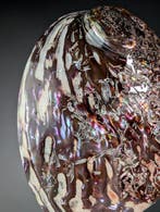 Superbe coquille dormeau polie Coquillage marin - Haliotis, Nieuw