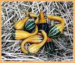 Spoon kalebas basiseenheid zaden, Nieuw