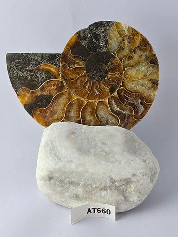 Ammoniet - Gefossiliseerd dier - Madagascar Fossil Ammonite