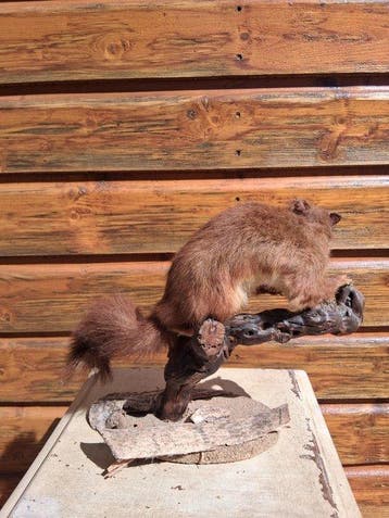 Eekhoorn Taxidermie volledige montage - Ecureuil - 24 cm -