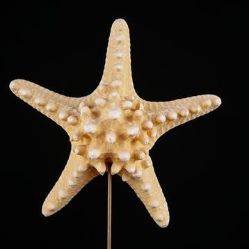 Natuurlijke gedroogde zeester op houten en messing voet –