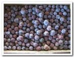 Estrelinia Los ca. 1000 gr