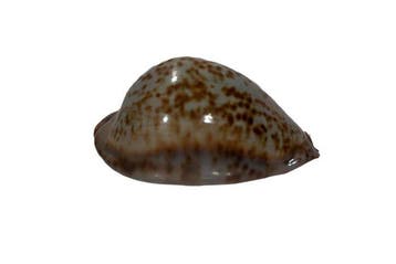 Trona stercoraria 70 mm GEM - Zeldzame Rat Cowry - Senegal