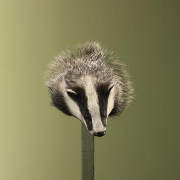 Das Taxidermie Opgezette Dieren By Max, Ophalen of Verzenden, Nieuw, Wild dier, Opgezet dier