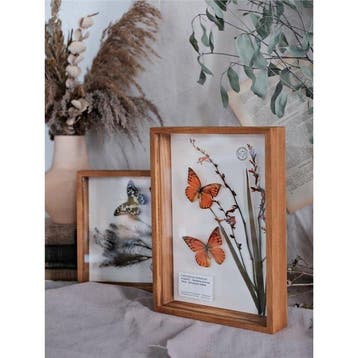 Vlinder Taxidermie volledige montage - 2 red-tipped