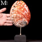 Natuurlijke Rode Parelmoer Collectie Schelp Haliotis, Verzamelen