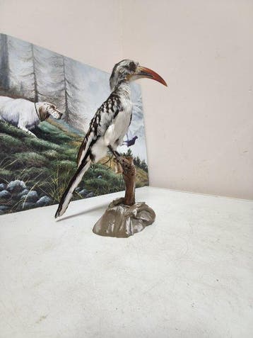 calao dal beccorosso Taxidermie volledige montage - Tockus, Nieuw