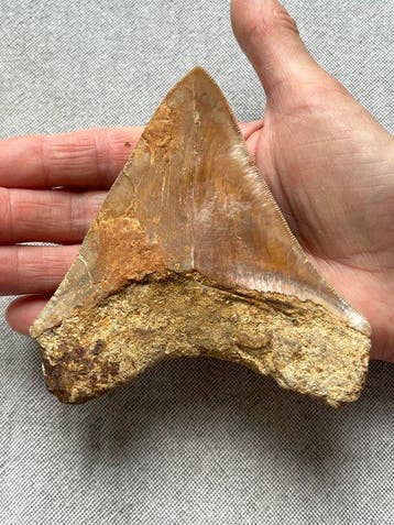 Megalodon-tand 11,8 cm - Fossiele tand - Carcharocles