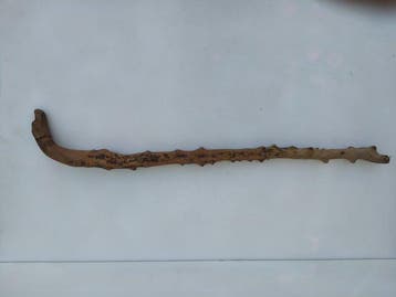 canne de marche ancienne en bois sculpté avec tête de chien