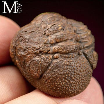 Trilobites fossiles : témoins silencieux de laube de la vie