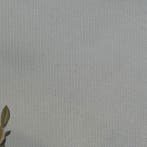 Charlie - petit pot sur table