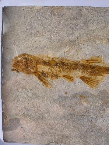 Vis - Gefossiliseerd dier - Lycoptera - 11 cm (Zonder