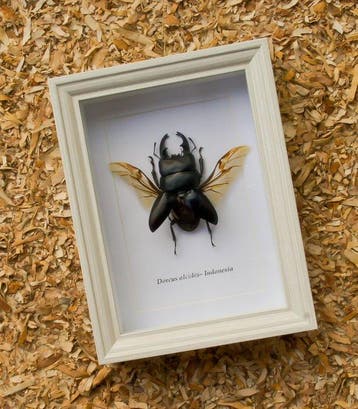 Herculeskever Taxidermie volledige montage - Dorcus alcides, Nieuw