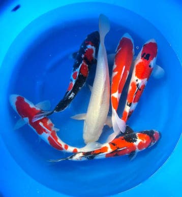 Hirasawa Marusei 45-55cm (Japanse Koi), Tuin en Terras, Ophalen of Verzenden, Nieuw