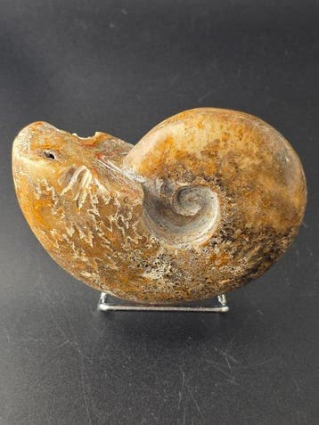 Ammoniet - Gefossiliseerd dier - Cleoniceras Ammonite, Verzamelen, Mineralen en Fossielen