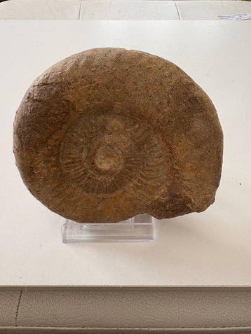 Ammonite - Coquillage fossilisé - 11 cm - 12 cm (Sans prix, Collections