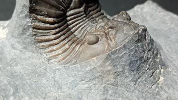 Trilobite - Carapace fossilisée - Scabriscutellum