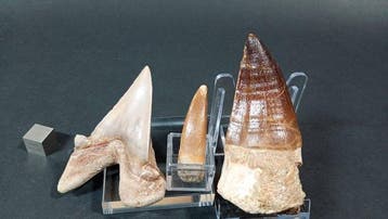 Requin, plésiosaure et mosasaure - Dents fossiles - Otodus