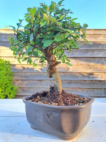 Chinese iep bonsai (Ulmus parviflora) - Hoogte (boom): 17 cm, Antiek en Kunst