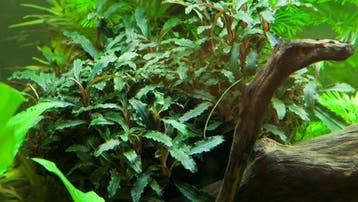 Bucephalandra sp. Red Pot, Animaux & Accessoires, Poissons | Aquariums & Accessoires, Verzenden
