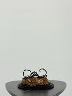Schorpioenen onder stolp Taxidermie volledige montage -