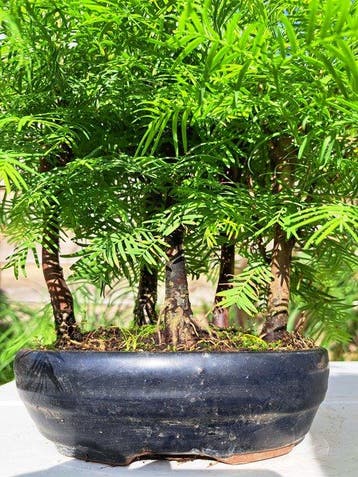 metasequoia bos in bonsaischaal - Hoogte (boom): 30 cm -