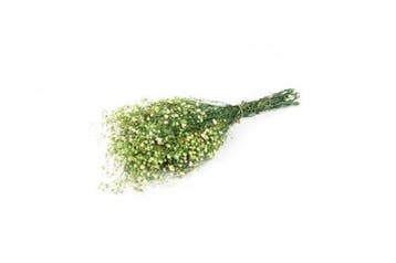 Geprepareerd Gepreserveerd Gipskruid Appelgroen 60 cm 55 gr, Nieuw