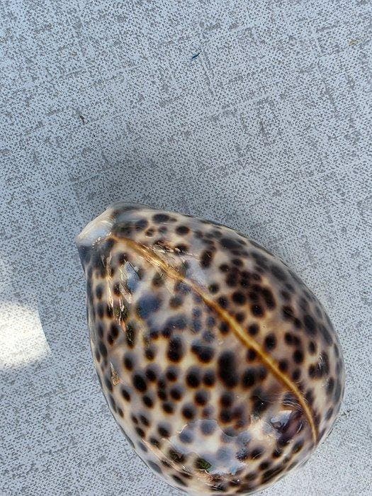 schelp Zeeschelp - Cypraea tigris (Zonder minimumprijs), Verzamelen, Dierenverzamelingen