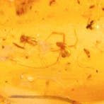 Leeftijd: Ongeveer 1–2 miljoen jaar (Pleistocene) - Copal