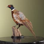 Fazant Taxidermie Opgezette Dieren By Max, Ophalen of Verzenden, Opgezet dier