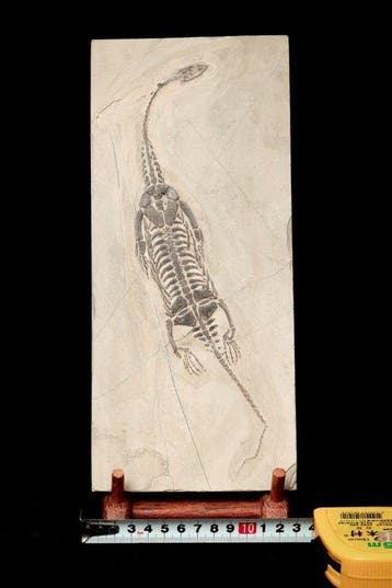 Reptile marin - Matrice fossile - Keichousaurus sp. (BIG) -