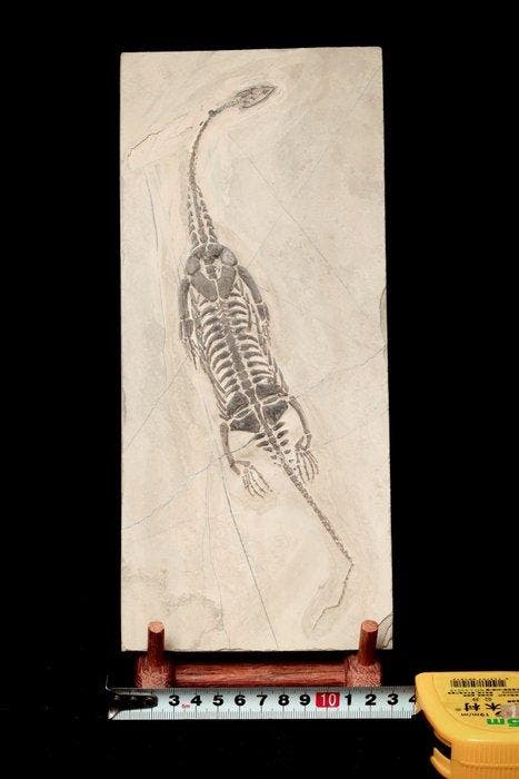 Reptile marin - Matrice fossile - Keichousaurus sp. (BIG) -, Collections, Minéraux & Fossiles