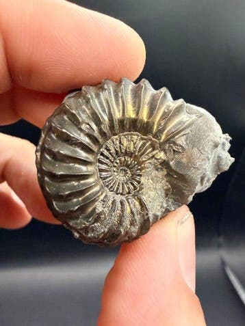 Ammoniet - Gefossiliseerd dier - 3.8 cm (Zonder