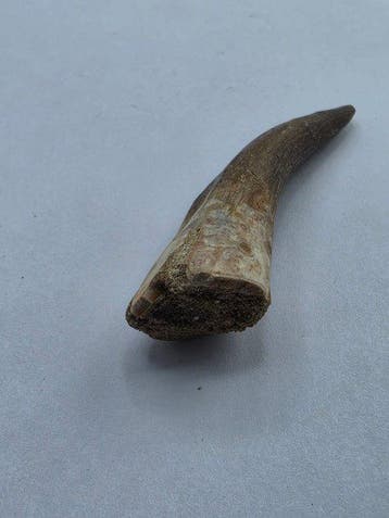 Plesiosaurus - Fossiele tand - Fossil Tooth of Plesiosaur -, Collections