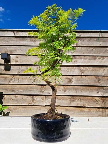 Metasequoia bonsai dans un bol à bonsaï - Hauteur (arbre) :