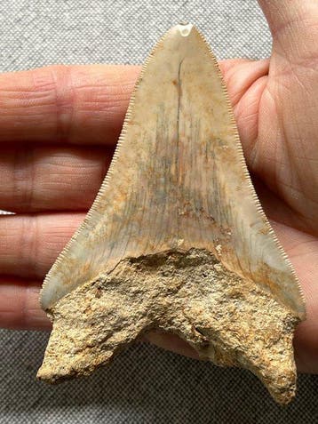 Tand van Megalodon 10,2 cm - Fossiele tand - Carcharocles