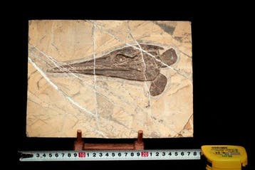 Fossiel - Fossiele matrix - Saurichthys - 27 cm - 20 cm