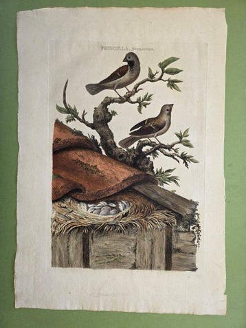 Fringilla domestica - huismus. - 1770