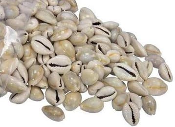 Cypraea Annulus schelpen Grijs 35 gram, Nieuw